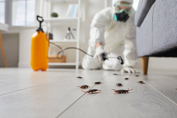 Commercial Kitchen Cockroach Control in Denver
